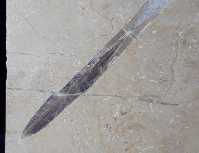 Hibolithes sp. (MONTFORT 1808) - Bild &copy; FossNet FossilienStore